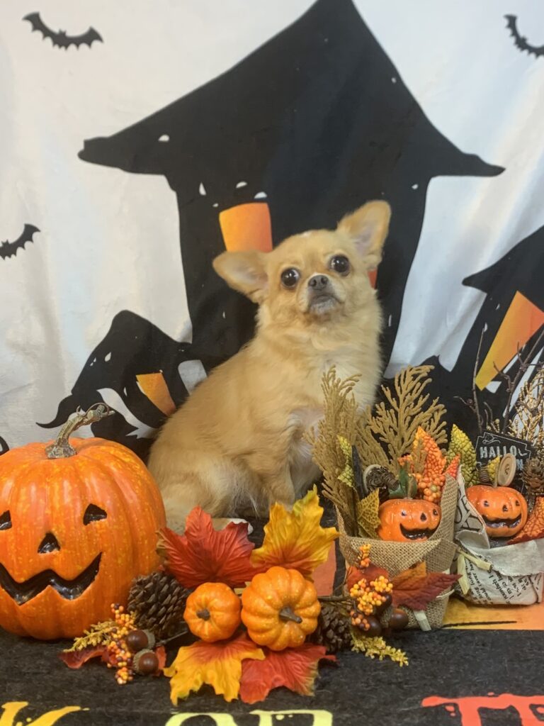 つくばみらい市でトリミングです。ちーずちゃん　(チワワＭＩＸ女の子　シャンプー＆カットコースです。)