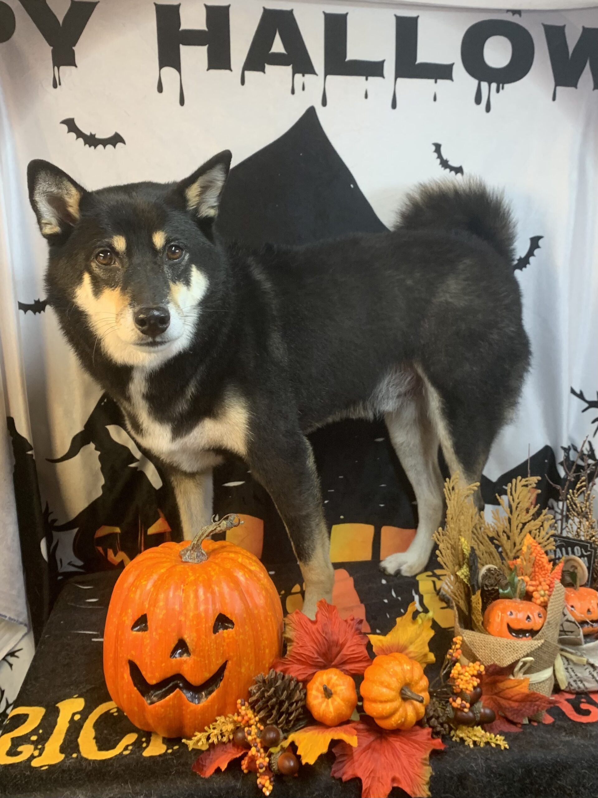 つくば市で出張トリミングです。しゅんたくん　(柴犬男の子　シャンプーコースです。)