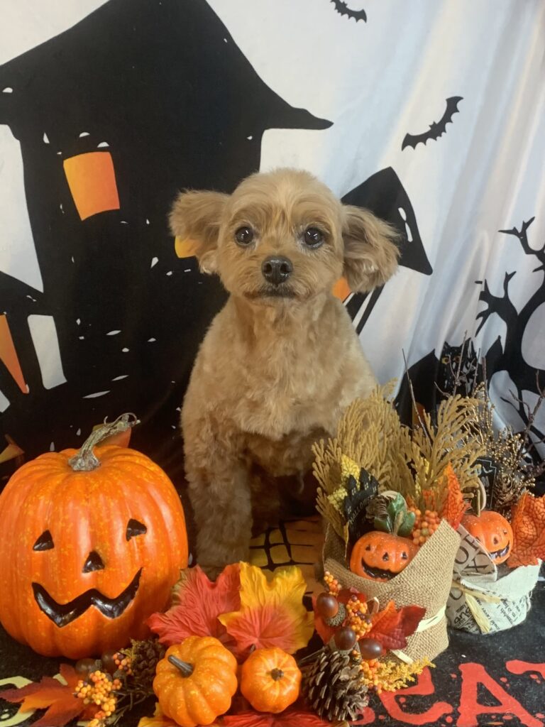 龍ヶ崎市でトリミングです。アランくん　(トイプードルＭＩＸ男の子　シャンプー＆カットコースです。)