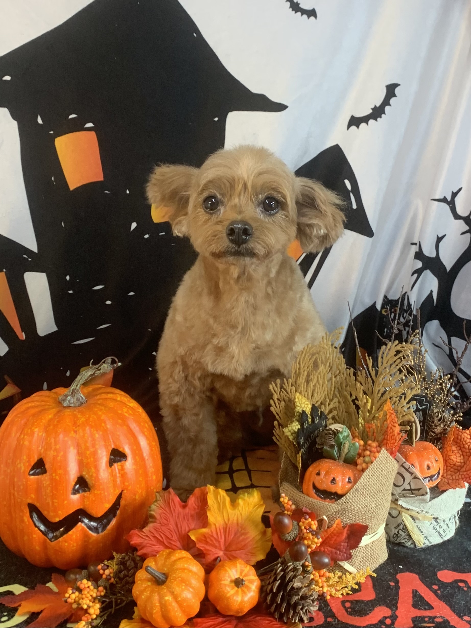 龍ヶ崎市でトリミングです。アランくん　(トイプードルＭＩＸ男の子　シャンプー＆カットコースです。)