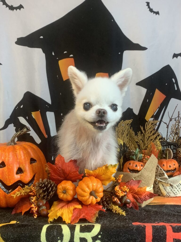 龍ヶ崎市でトリミングです。ドレミくん　(チワワ男の子　シャンプー＆カットコースです。)