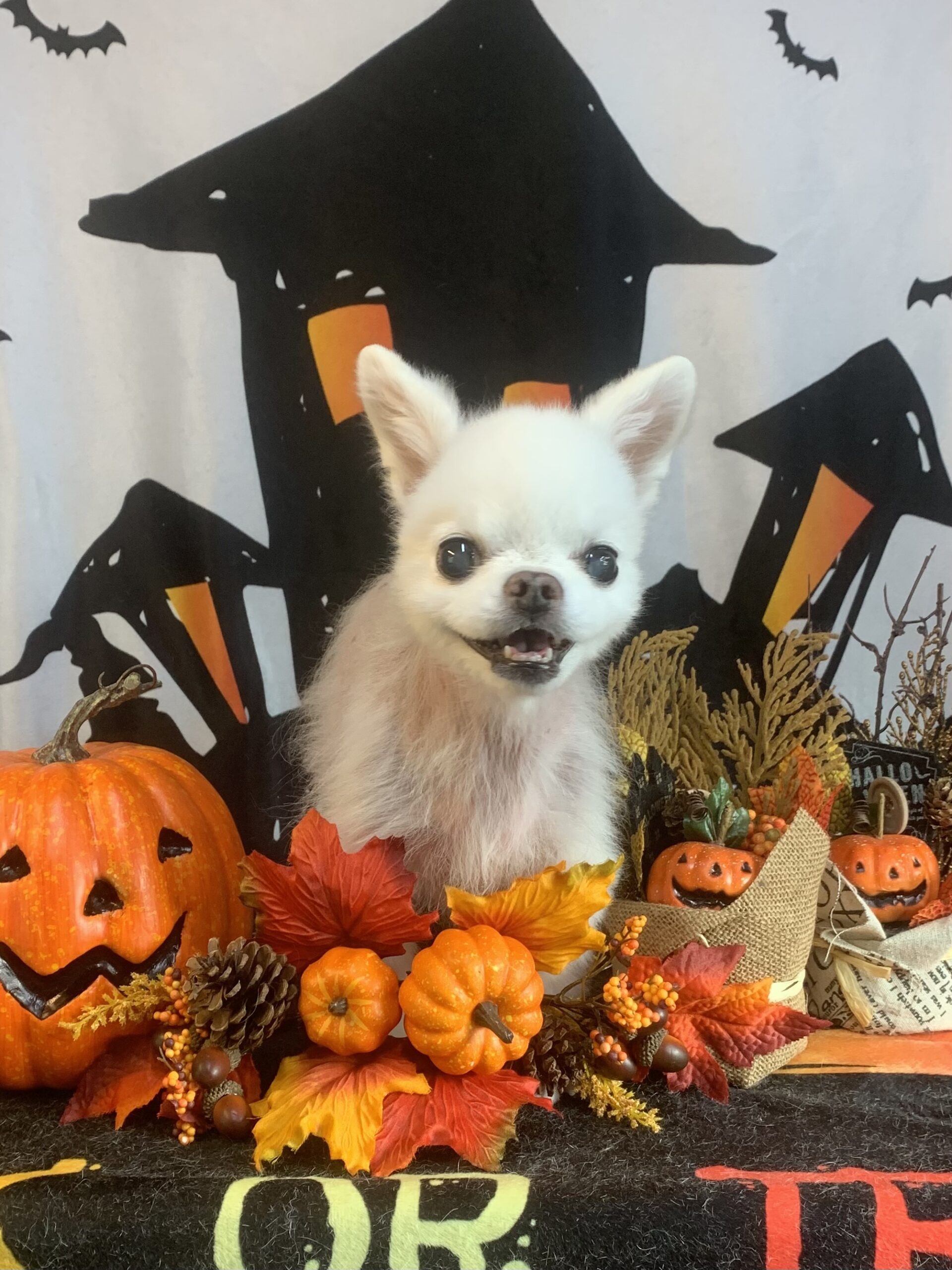 龍ヶ崎市でトリミングです。ドレミくん　(チワワ男の子　シャンプー＆カットコースです。)