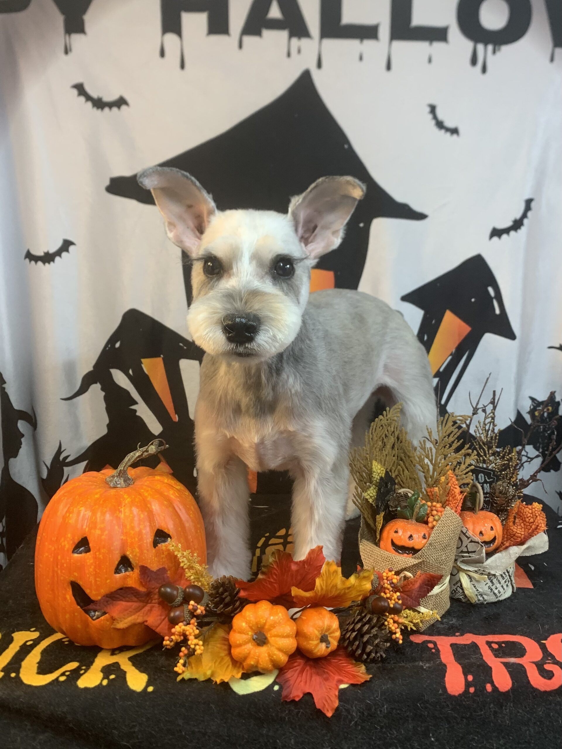 つくば市でトリミングです。ワカくん　(ミニチュアシュナウザー男の子　シャンプー＆カットコースです。)