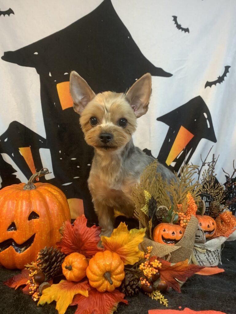 つくば市でトリミングです。マロンくん　(ヨークシャーテリア男の子　シャンプー＆カットコースです。)