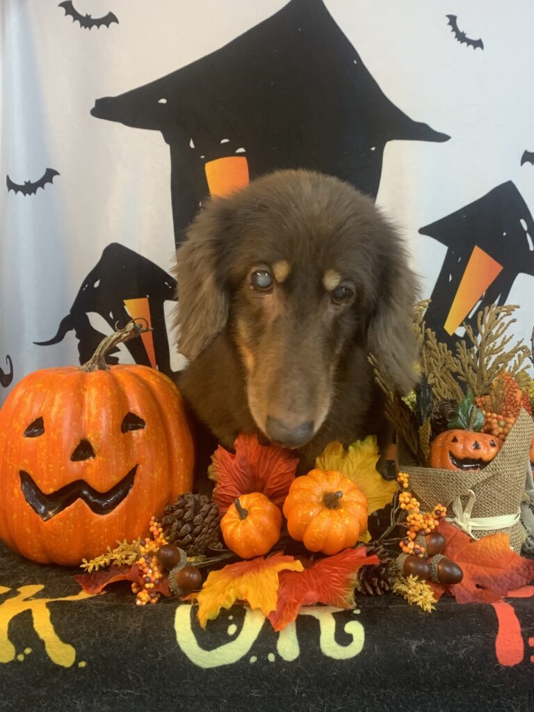 阿見町でトリミングです。ルイくん　(ミニチュアダックスフンド男の子　シャンプー＆カットコースです。)