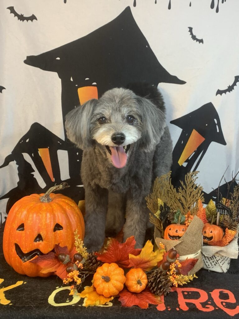 栄町でトリミングです。コユキちゃん　(トイプードルＭＩＸ女の子　シャンプー＆カットコースです。)