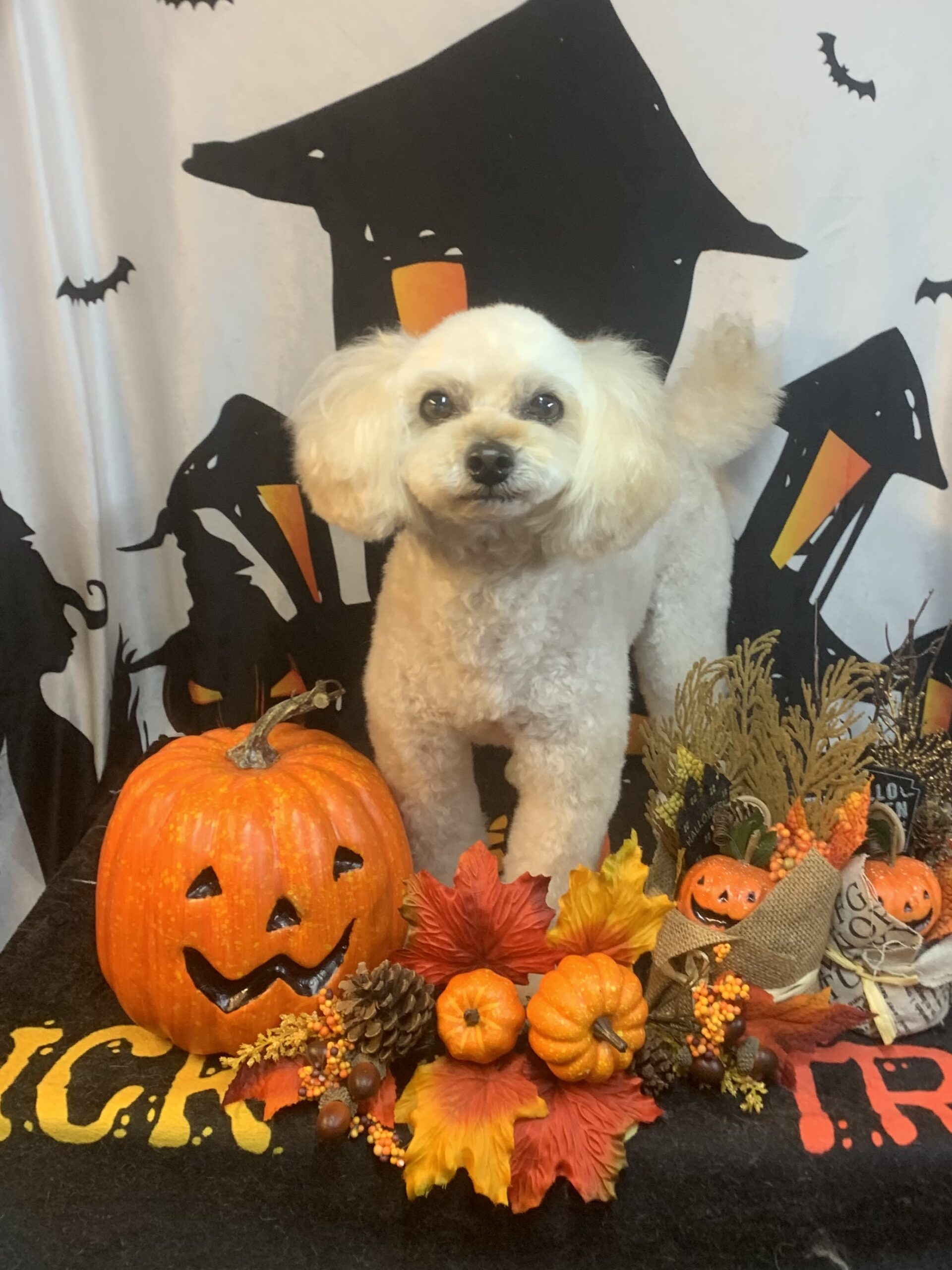 栄町でトリミングです。コハルちゃん　(トイプードルＭＩＸ女の子　シャンプー＆カットコースです。)