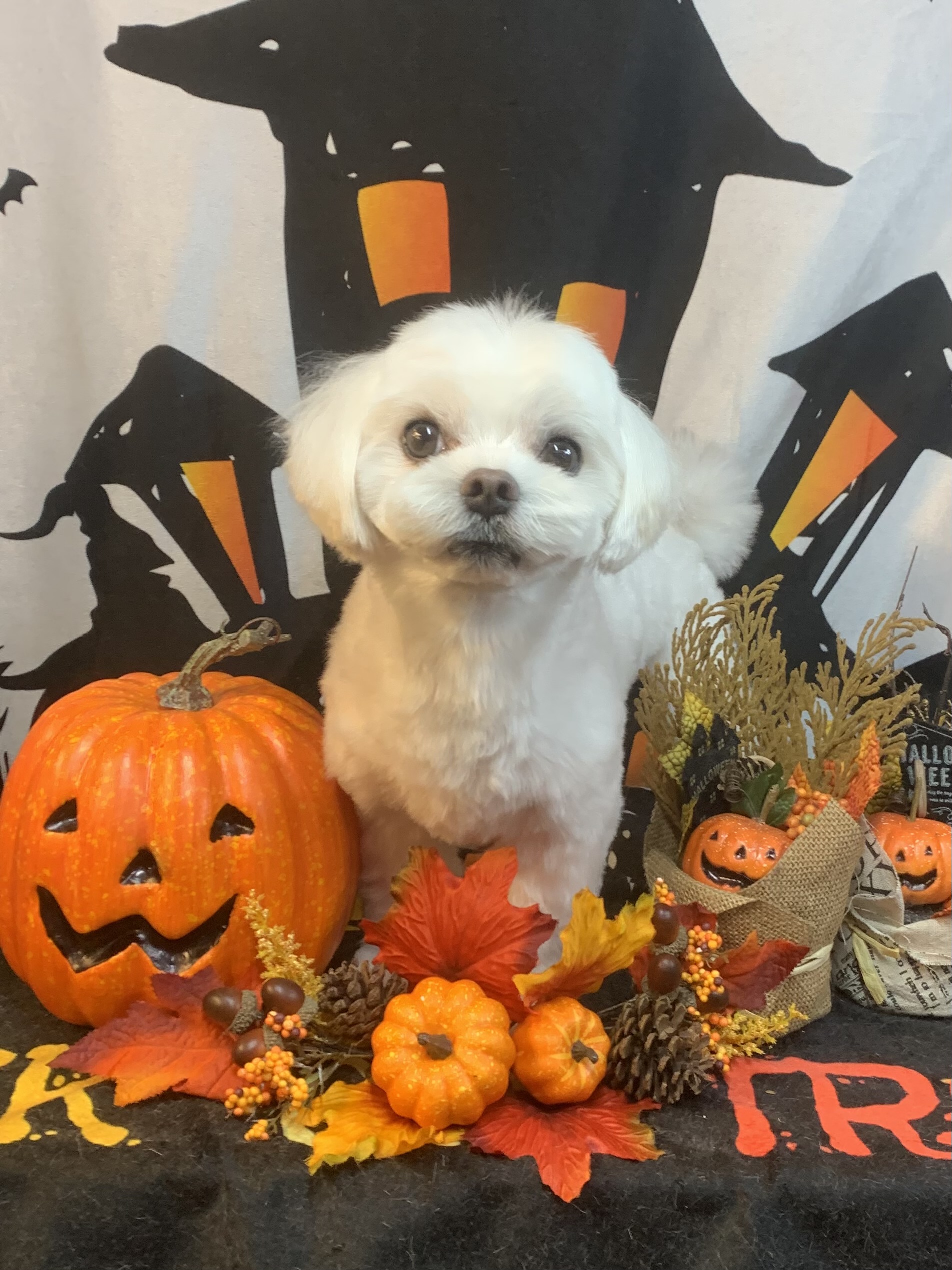 龍ヶ崎市でトリミングです。八満ちゃん　(マルチーズ女の子　シャンプー＆カットコースです。)