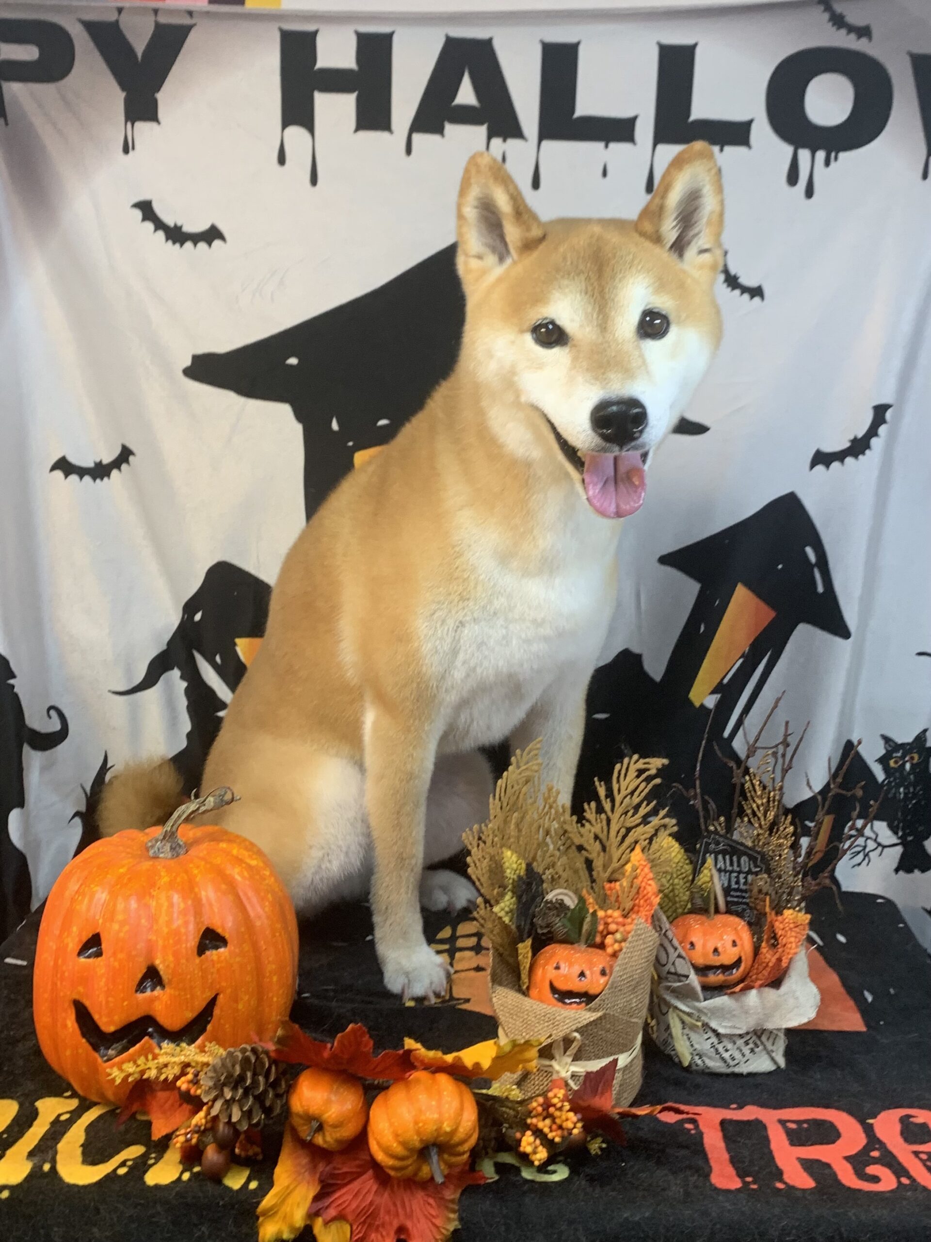 我孫子市でトリミングです。小太郎くん　(柴犬男の子　シャンプーコース(お手入れ)です。)