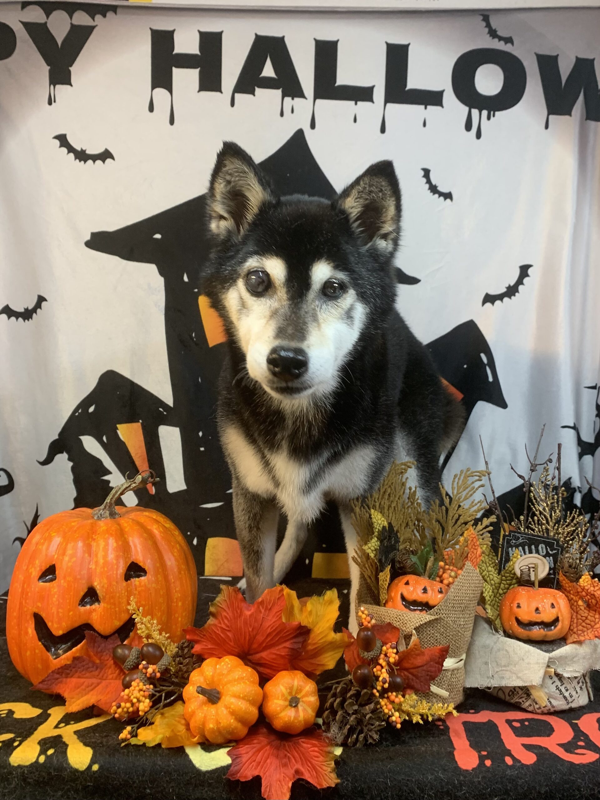 我孫子市でトリミングです。仙ちゃん　(柴犬女の子　シャンプーコース(お手入れ)です。)