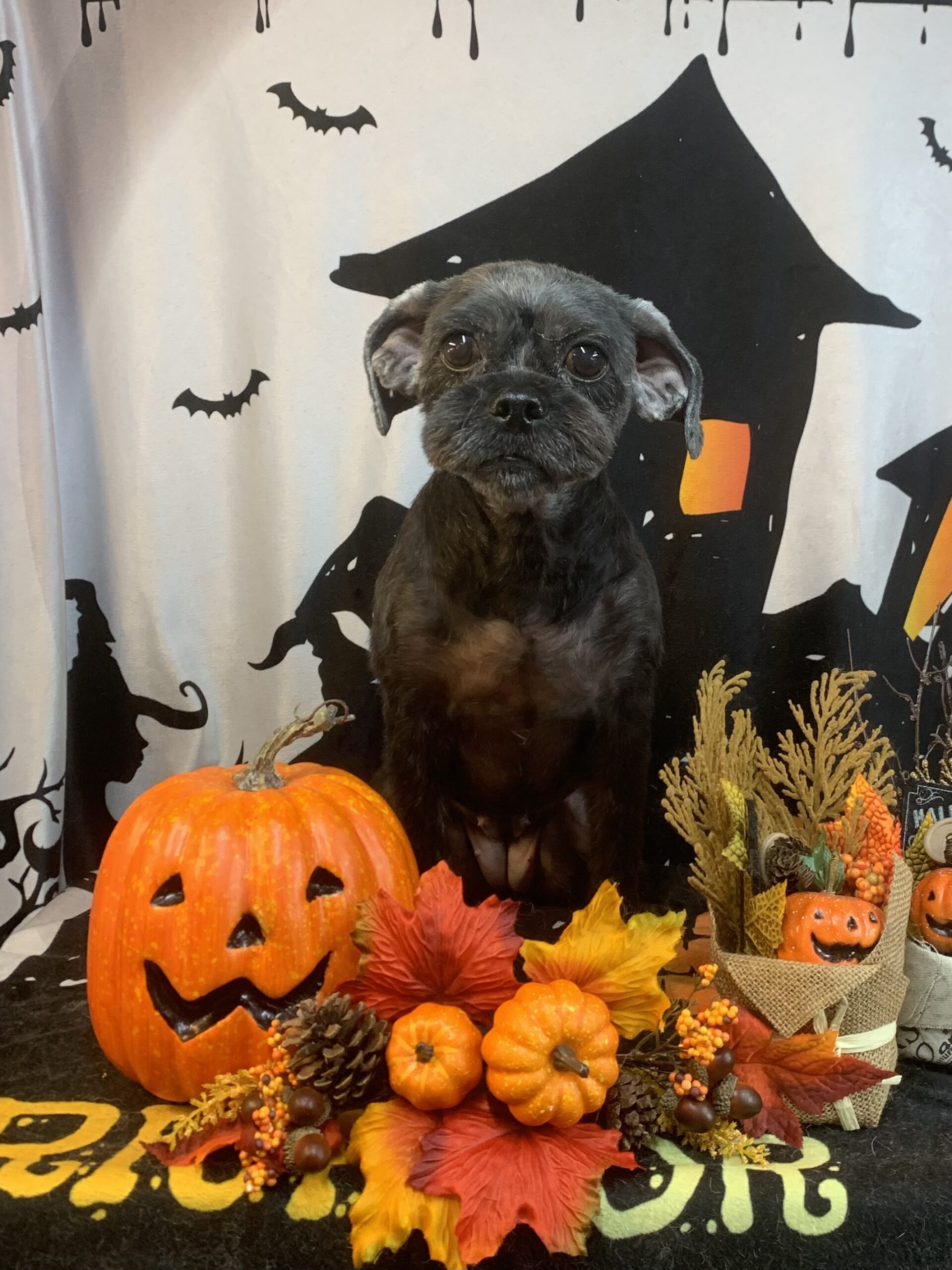 成田市でトリミングです。ベルちゃん　(ベルジアングリフォン女の子　シャンプー＆カットコースです。)