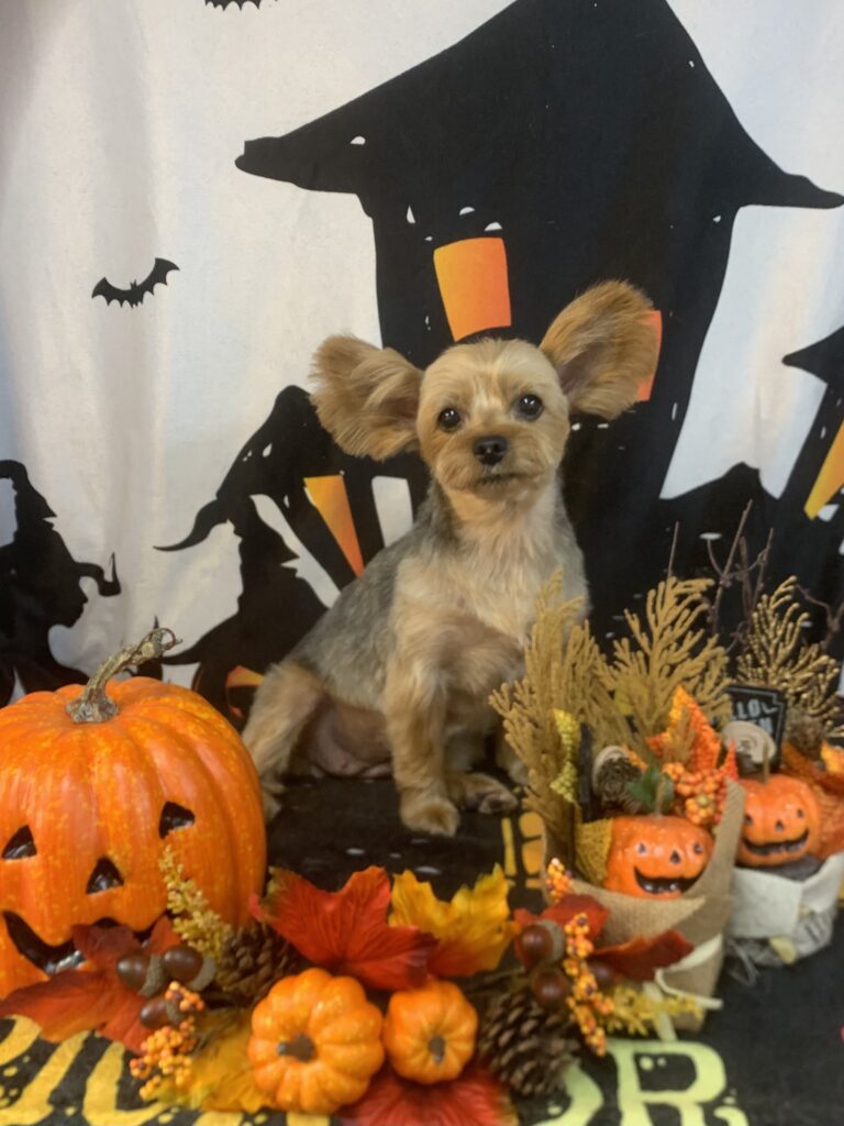 栄町でトリミングです。こむぎちゃん　(ヨークシャーテリア女の子　シャンプー＆カットコースです。)