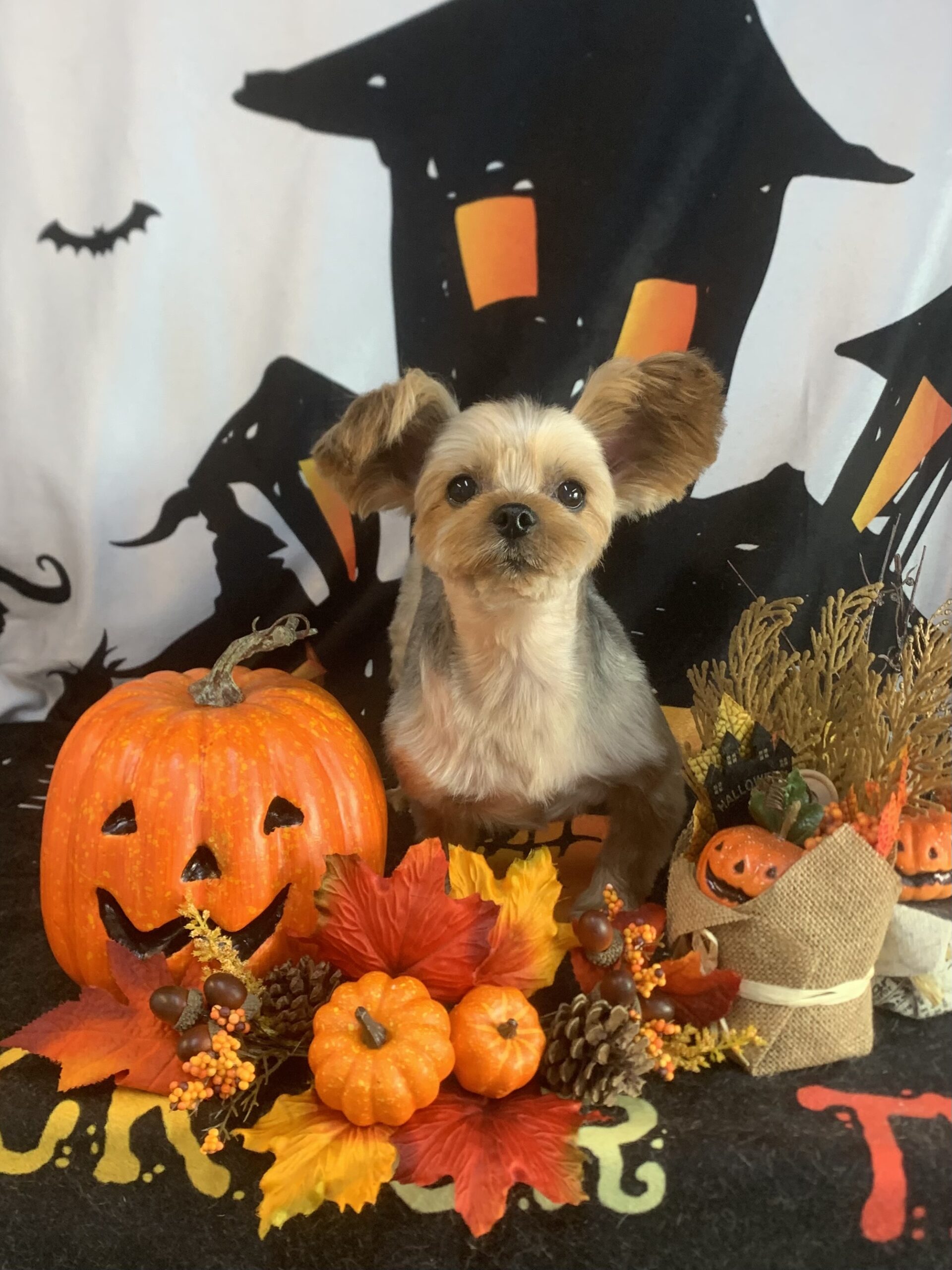 栄町でトリミングです。あずきちゃん　(ヨークシャーテリア女の子　シャンプー＆カットコースです。)