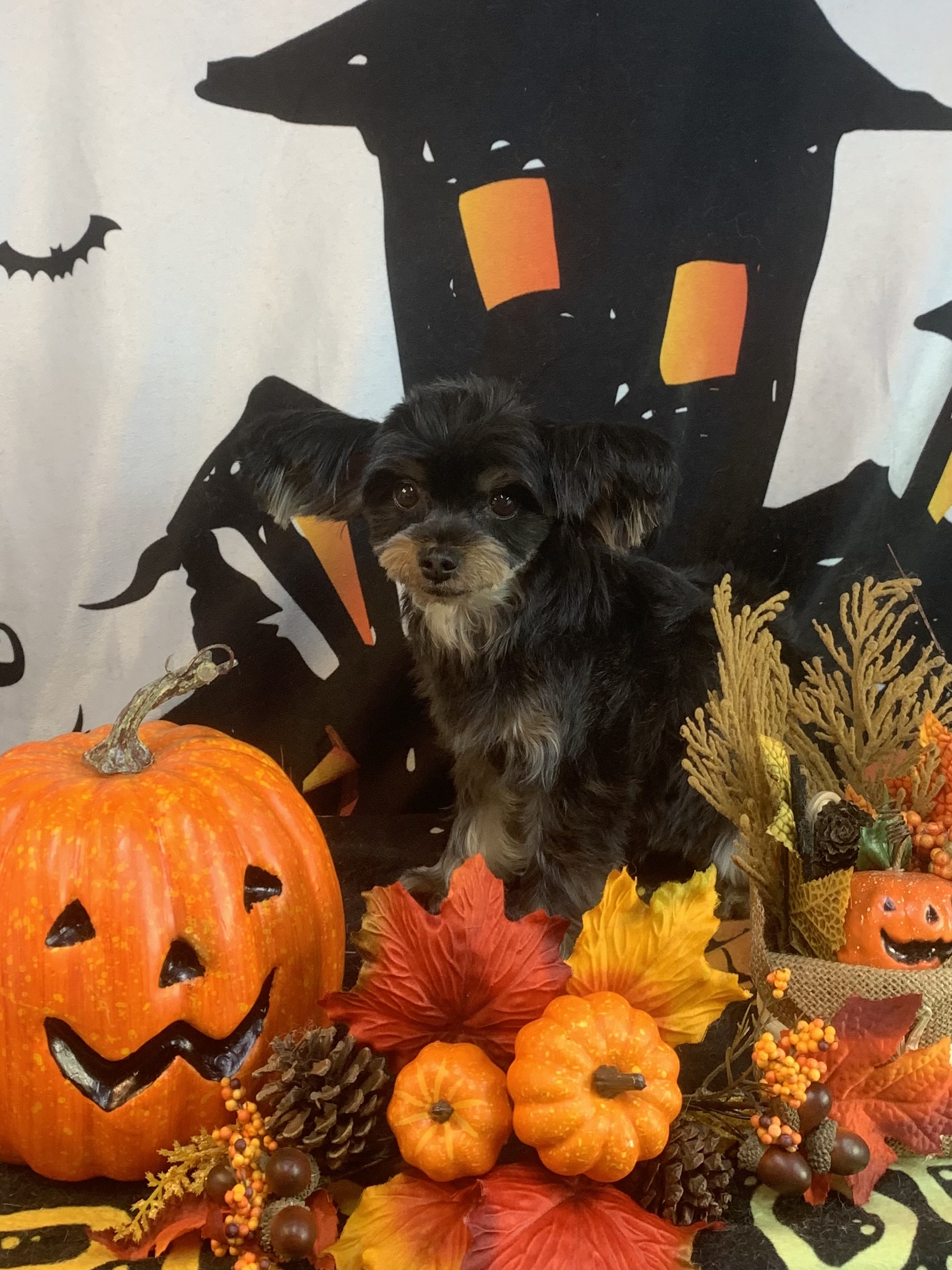 栄町でトリミングです。クレオちゃん　(ヨークシャーテリア女の子　シャンプー＆カットコースです。)