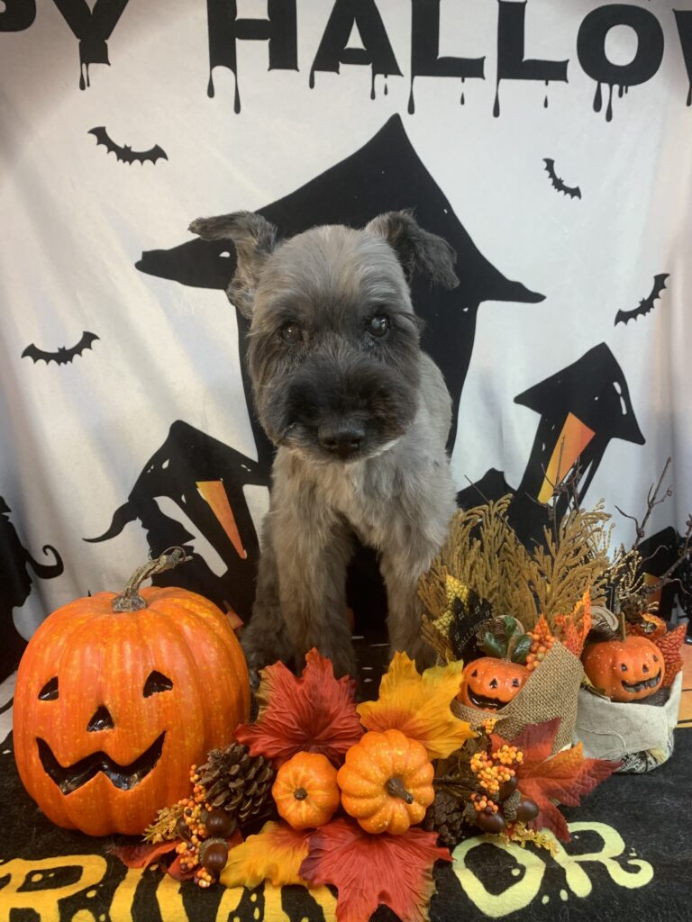 成田市でトリミングです。グラちゃん　(ミニチュアシュナウザー女の子　シャンプー＆カットコースです。)