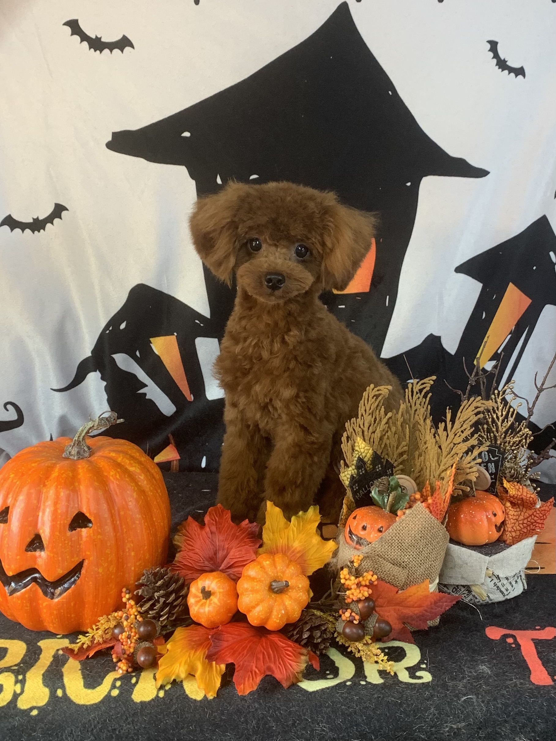 守谷市でトリミングです。ラムちゃん　(トイプードル女の子　シャンプー＆カットコースです。)