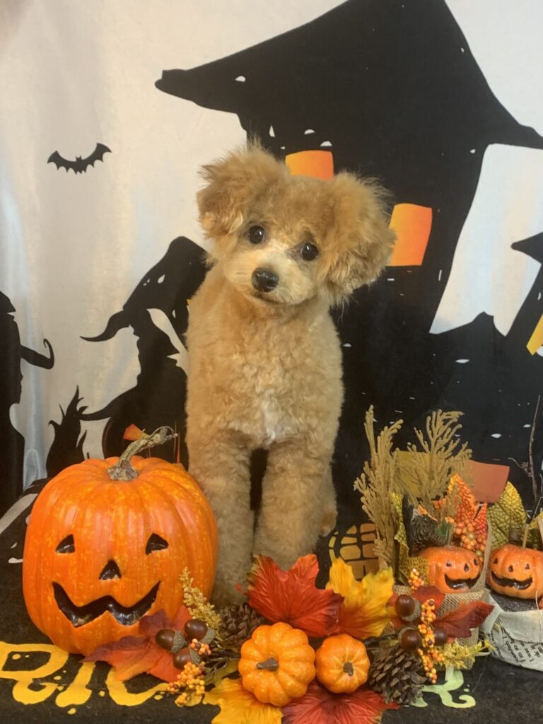 守谷市でトリミングです。パムくん　(トイプードル男の子　シャンプー＆カットコースです。)