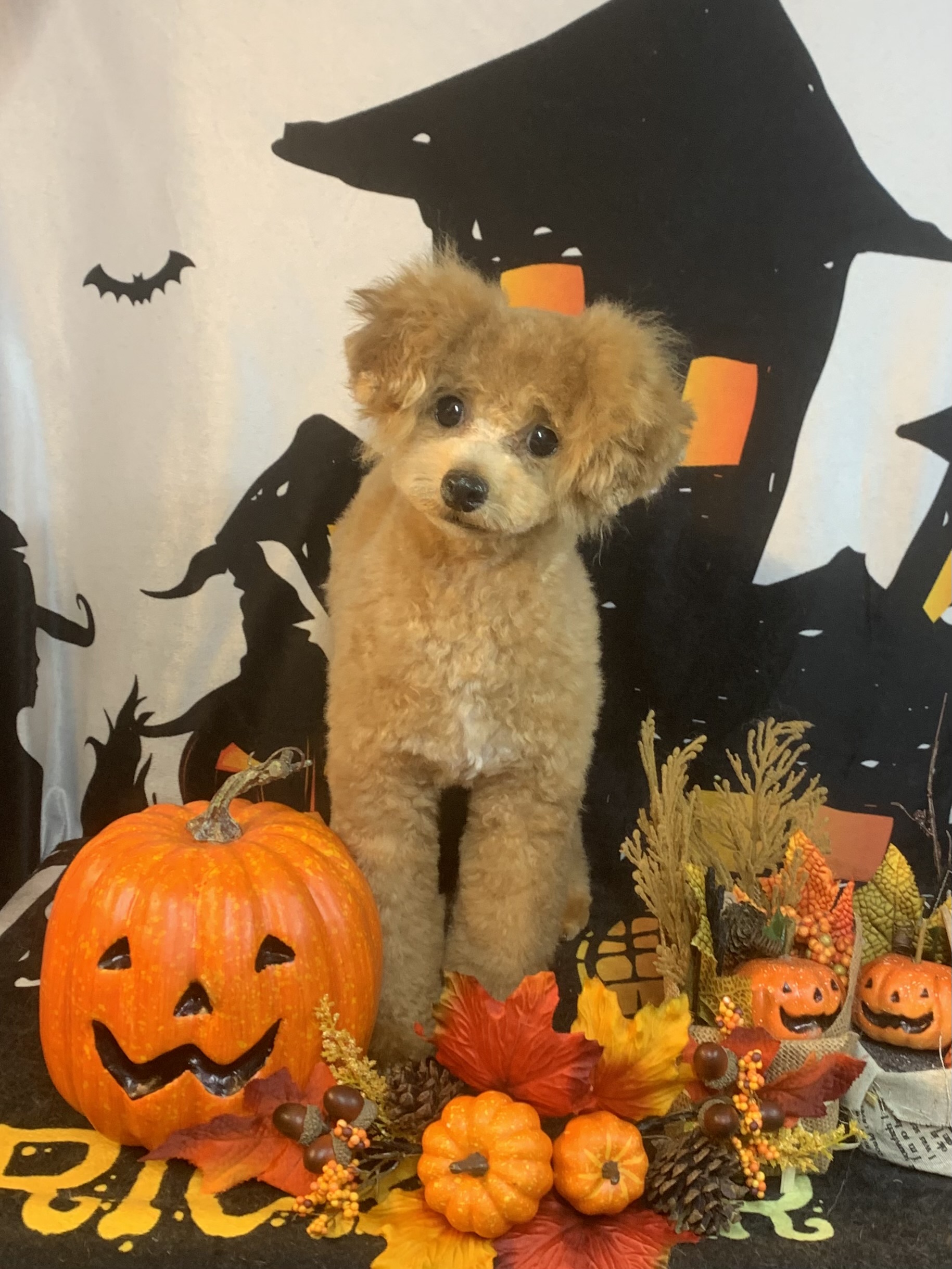 守谷市でトリミングです。パムくん　(トイプードル男の子　シャンプー＆カットコースです。)