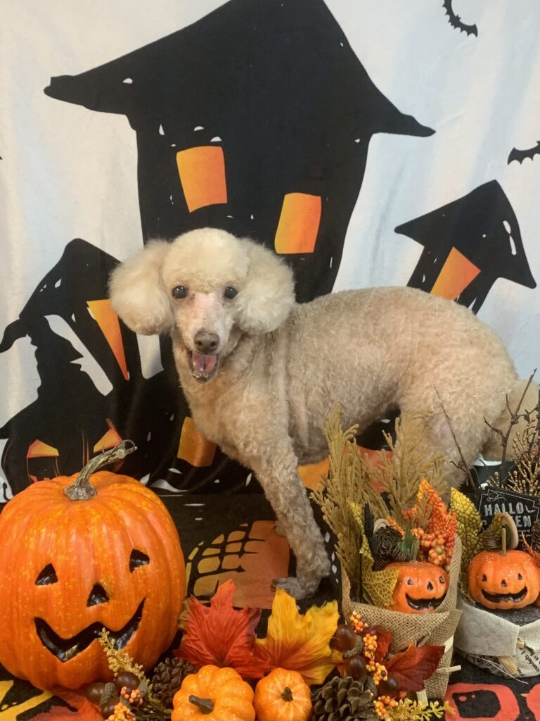 常総市でトリミングです。さくらちゃん　(トイプードル女の子　シャンプー＆カットコースです。)