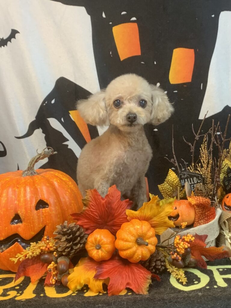 常総市でトリミングです。こてつくん　(トイプードル男の子　シャンプー＆カットコースです。)