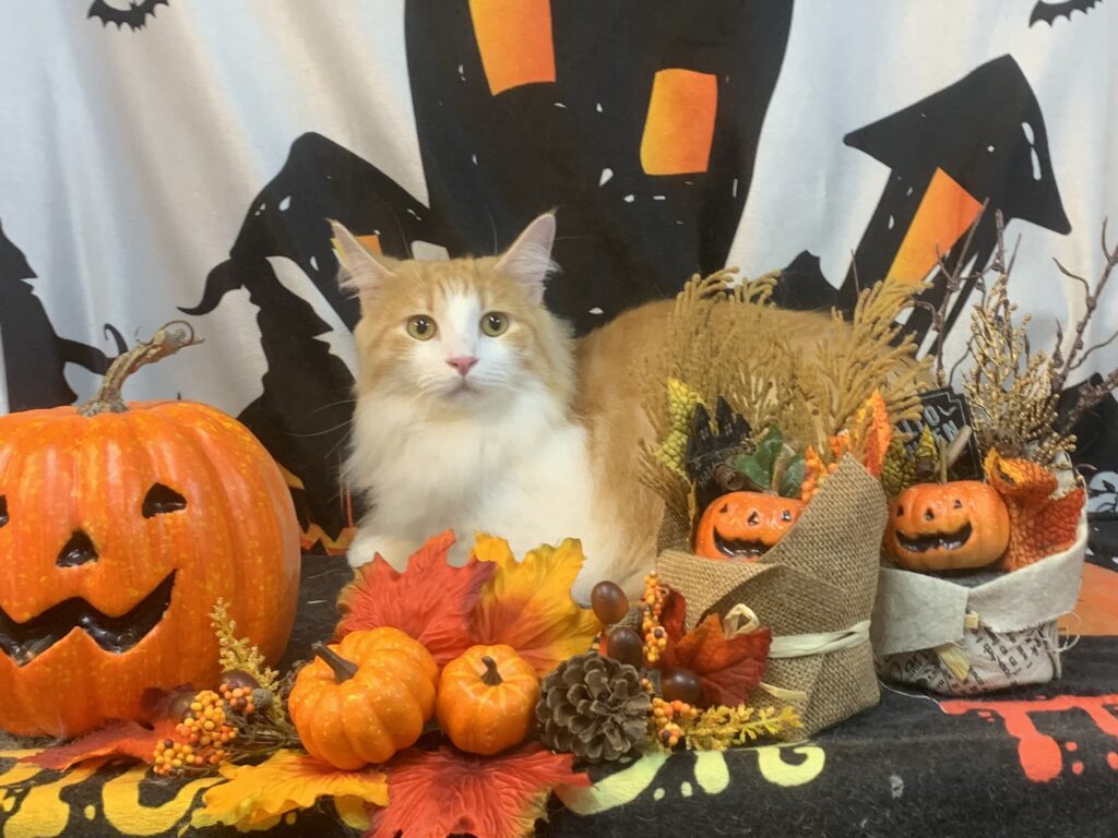 我孫子市でトリミングです。ベイグルくん　(ノルウェージャンフォレストキャット男の子　グルーミング＆カットコースです。)