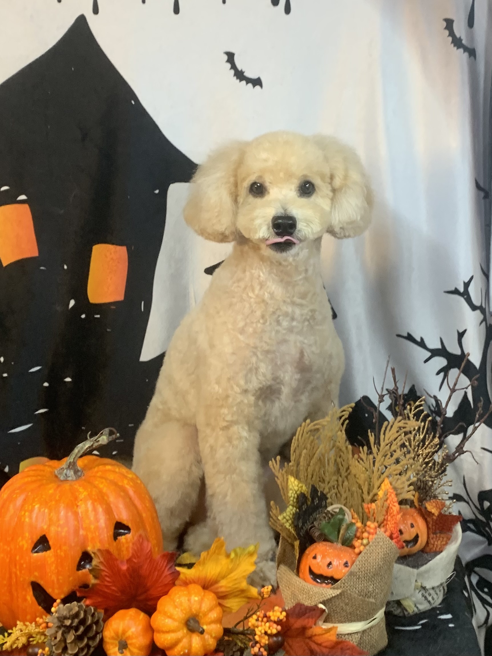 取手市でトリミングです。侘助くん　(トイプードル男の子　シャンプー＆カットコースです。)