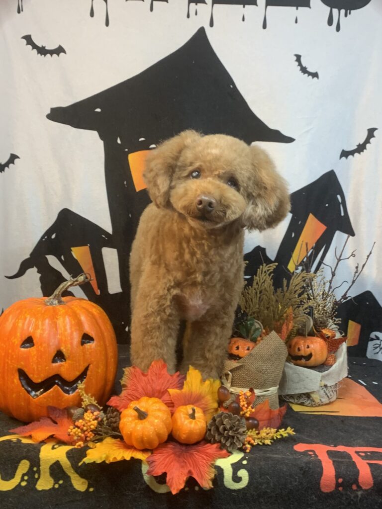 取手市でトリミングです。ソラくん　(トイプードル男の子　シャンプー＆カットコースです。)