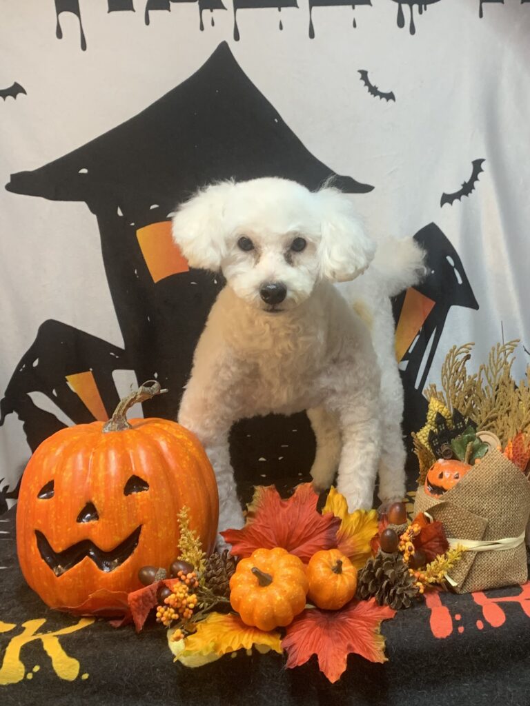 つくば市でトリミングです。トワちゃん　(トイプードル女の子　シャンプー＆カットコースです。)