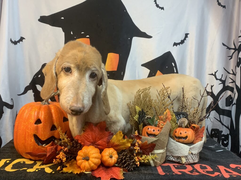 つくばみらい市でトリミングです。テンくん　(ミニチュアダックスフンド男の子　シャンプー＆カットコースです。)