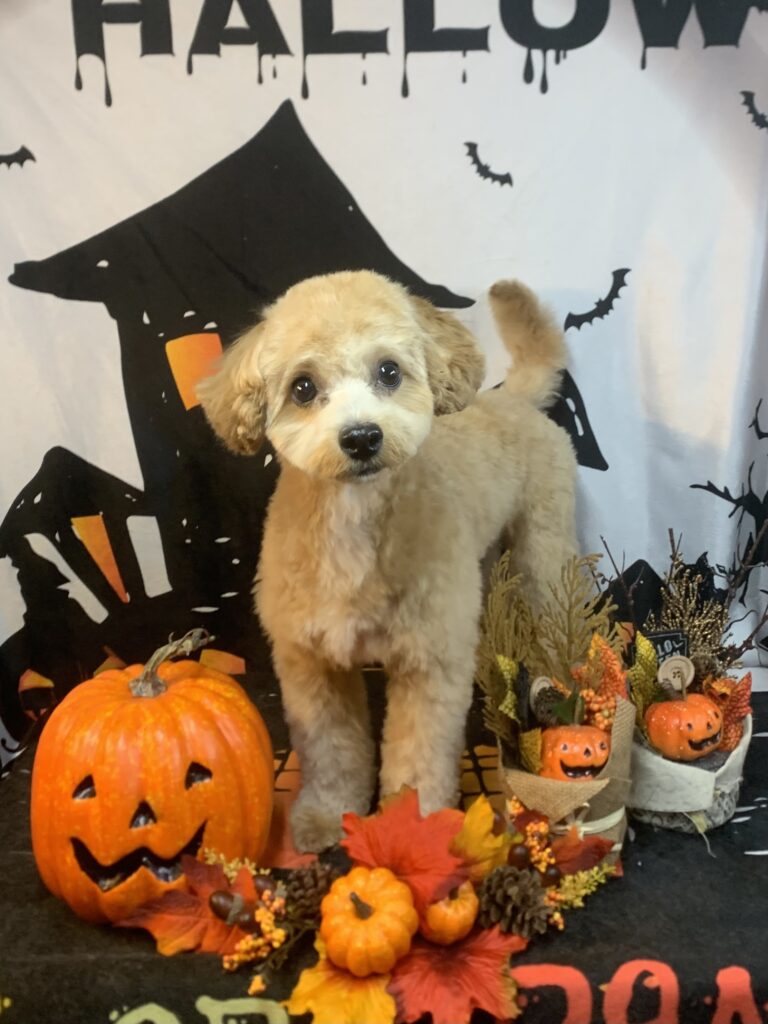 我孫子市でトリミングです。Ｂｏｂくん　(マルチーズ×トイプードル　男の子シャンプー＆カットコースです。)