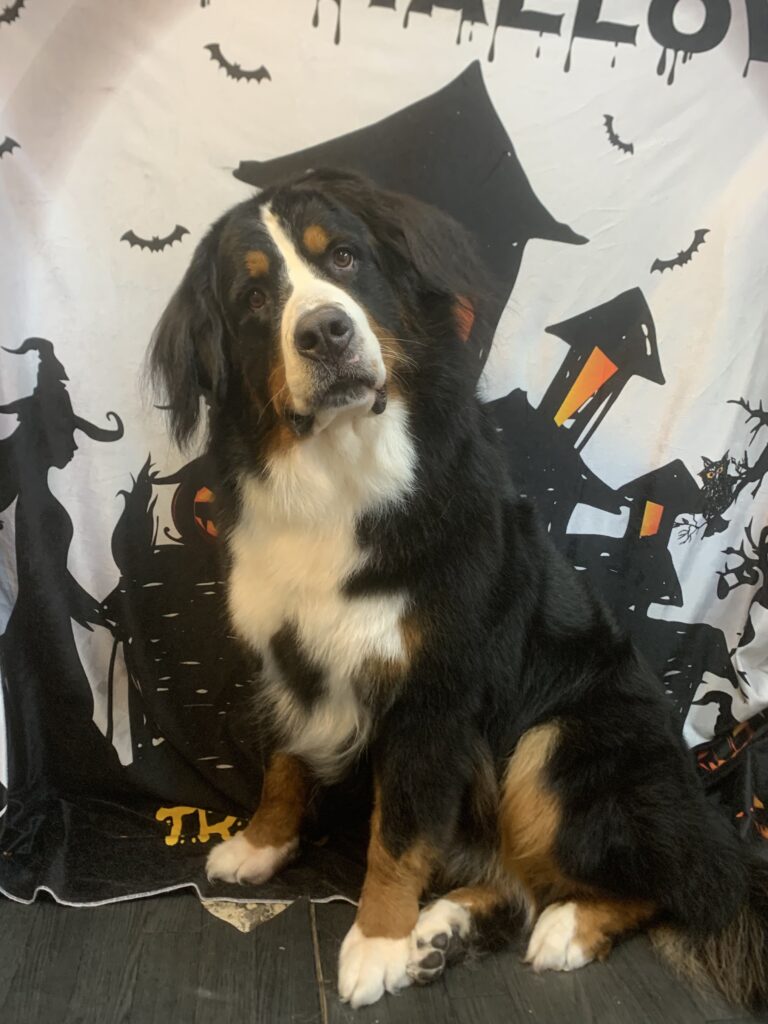 白井市でトリミングです。アロハちゃん　(バーニーズマウンテンドッグ女の子　シャンプーコースです。)