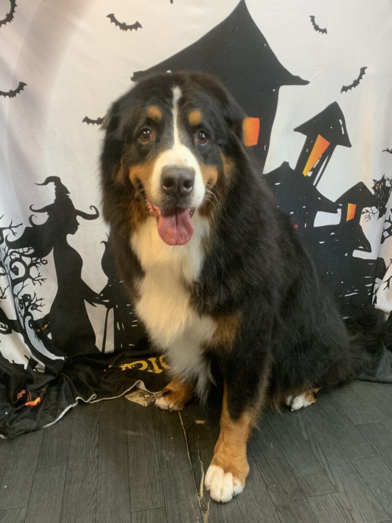 白井市でトリミングです。オハナちゃん　(バーニーズマウンテンドッグ女の子　シャンプーコースです。)