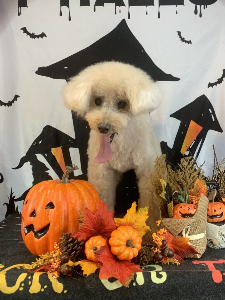 守谷市でトリミングです。モグくん　(トイプードル男の子　シャンプー＆カットコースです。)