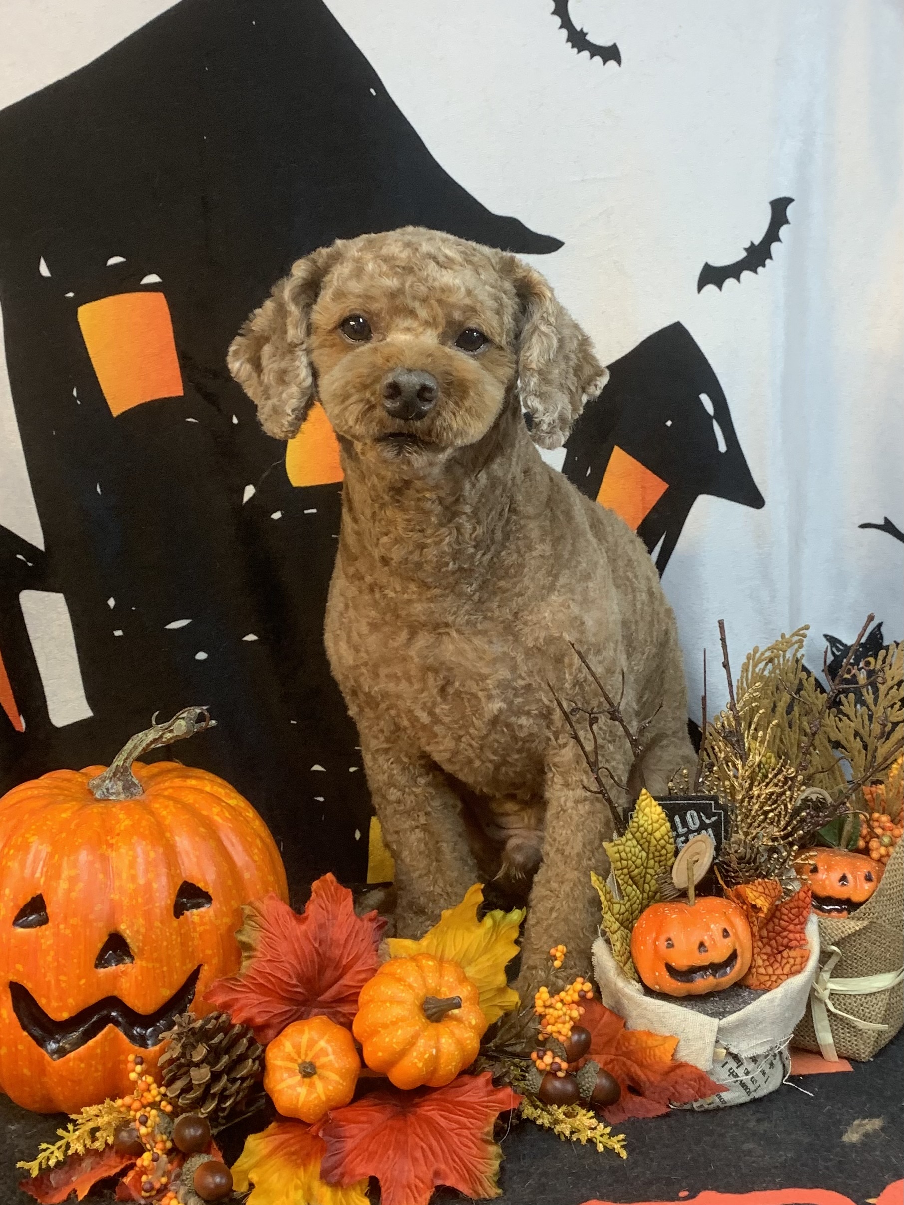 守谷市でトリミングです。チャチャ丸くん　(トイプードル男の子　シャンプー＆カットコースです。)