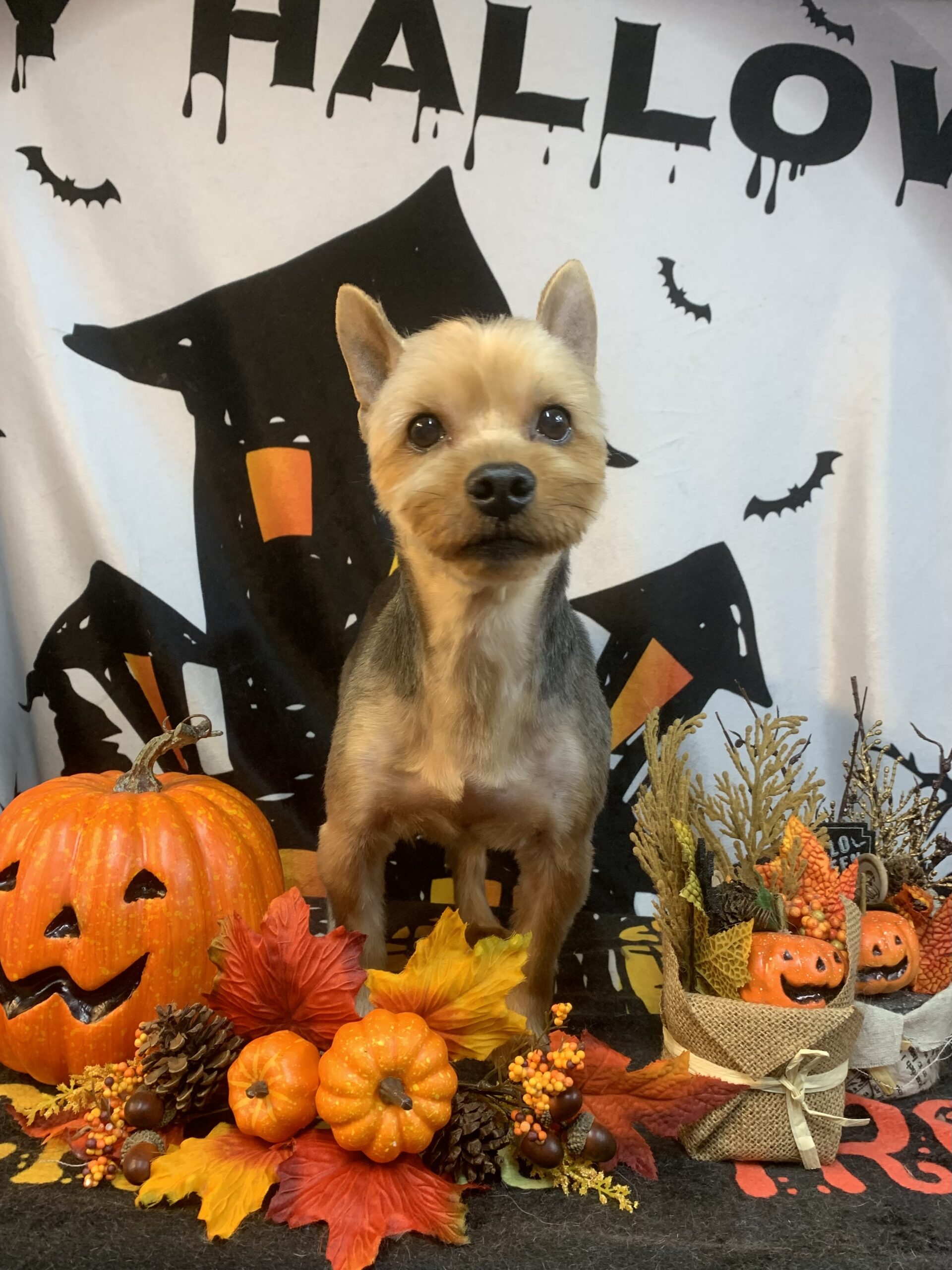 守谷市でトリミングです。ユメノくん　(ヨークシャーテリア男の子　シャンプー＆カットコースです。)