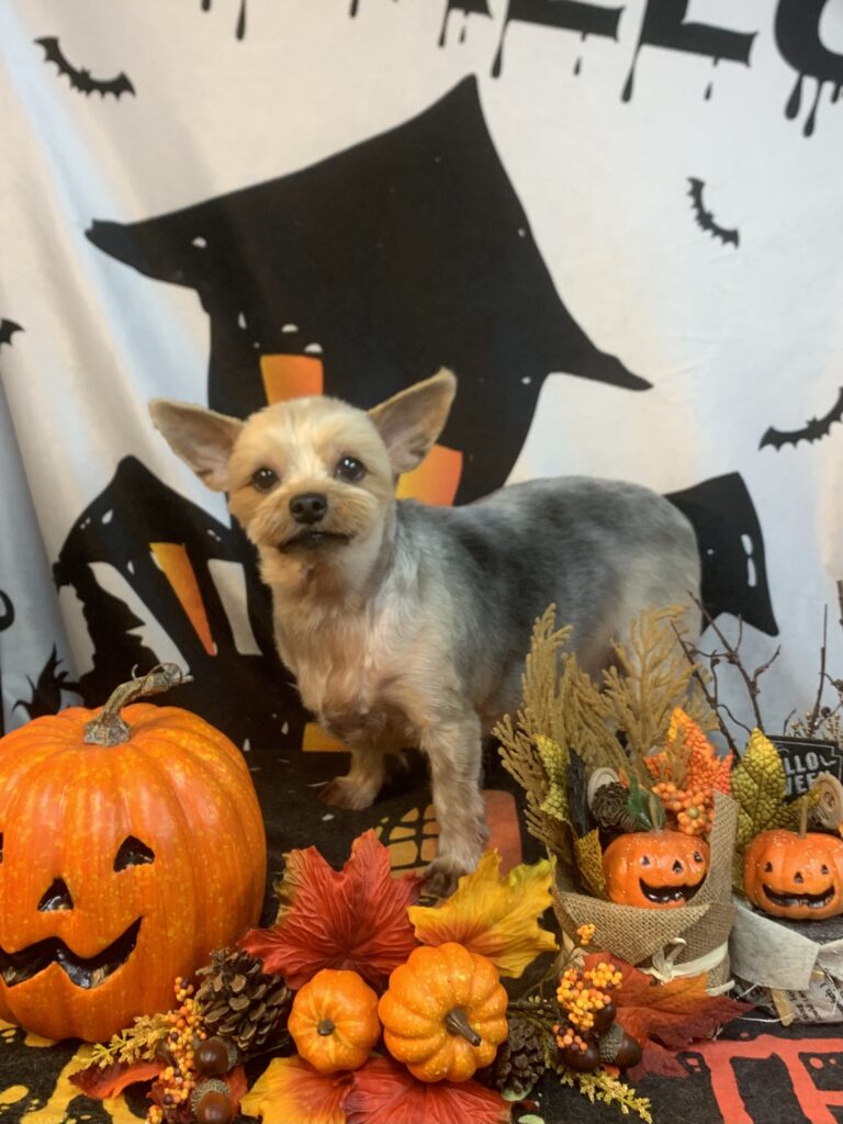 守谷市でトリミングです。グミちゃん　(ヨークシャーテリア女の子　シャンプー＆カットコースです。)