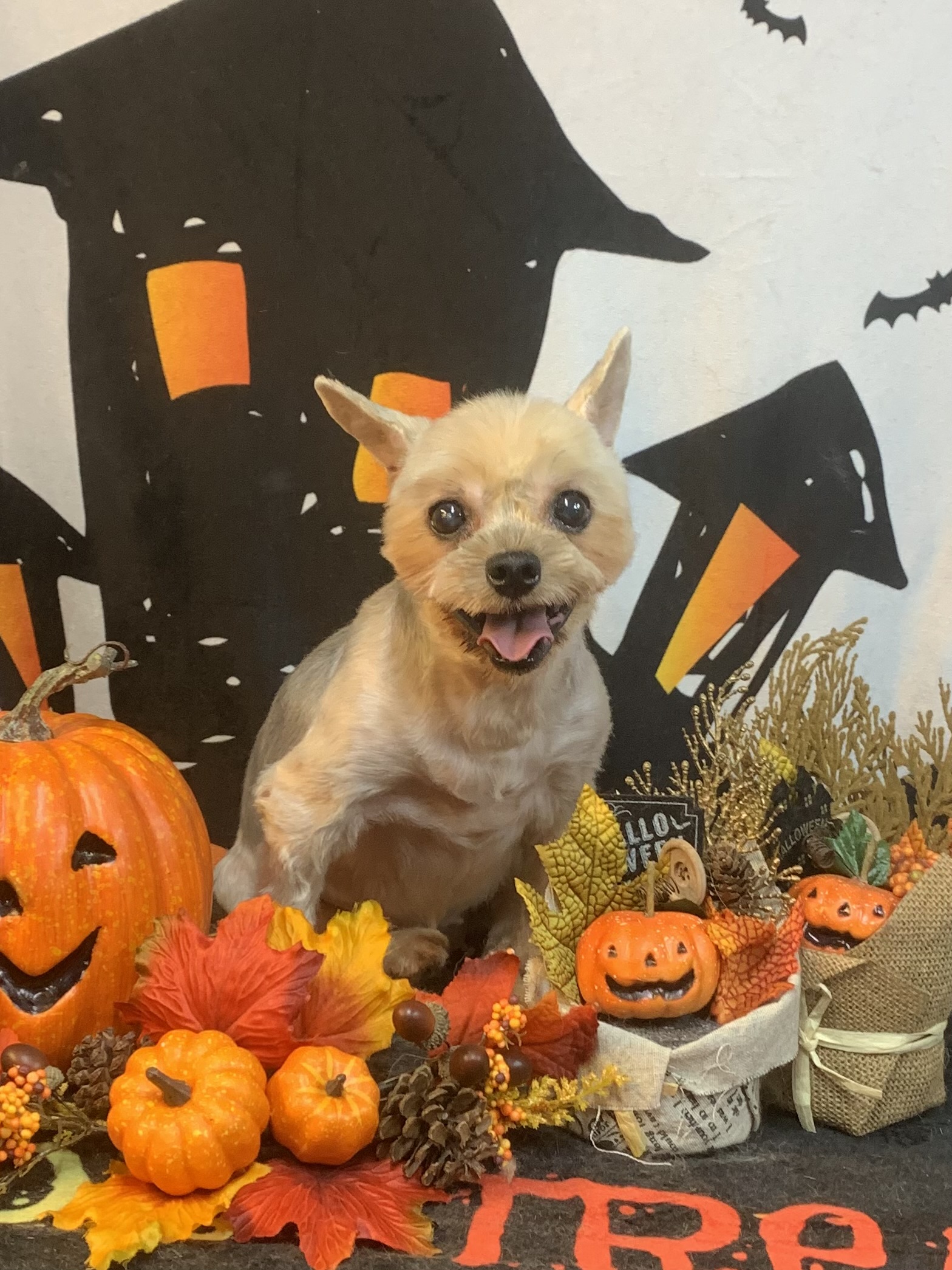 守谷市でトリミングです。マロンくん　(ヨークシャーテリア男の子　シャンプー＆カットコースです。)