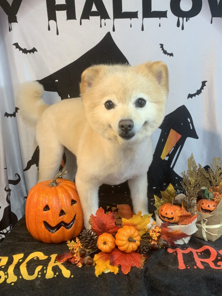 つくば市でトリミングです。リキマルくん　(ポメラニアン男の子　シャンプー＆カットコースです。)