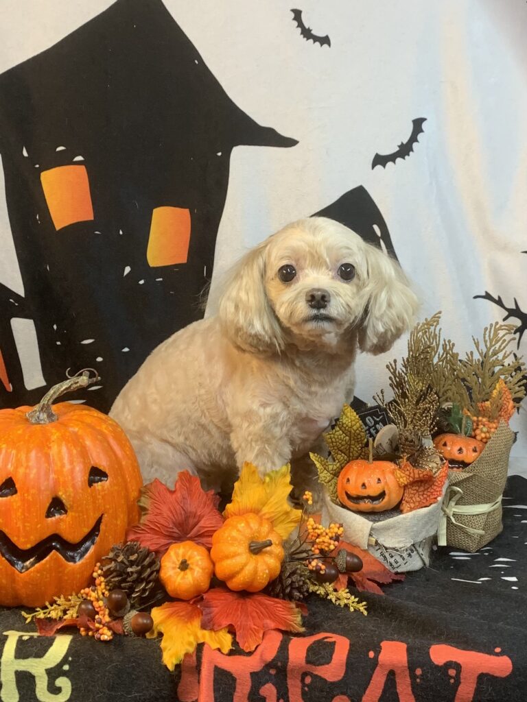 つくばみらい市でトリミングです。マヒナちゃん　(トイプードルMＩX女の子　シャンプー＆カットコースです。)