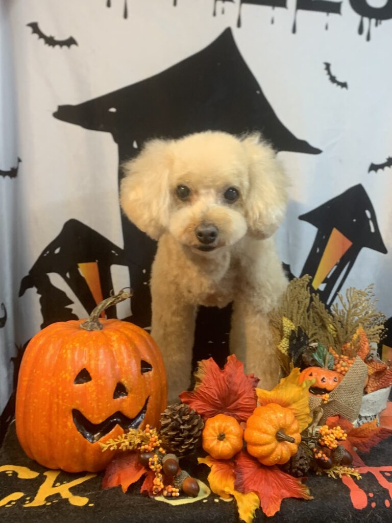 取手市でトリミングです。ティオくん　(トイプードル　男の子シャンプー＆カットコースです。)