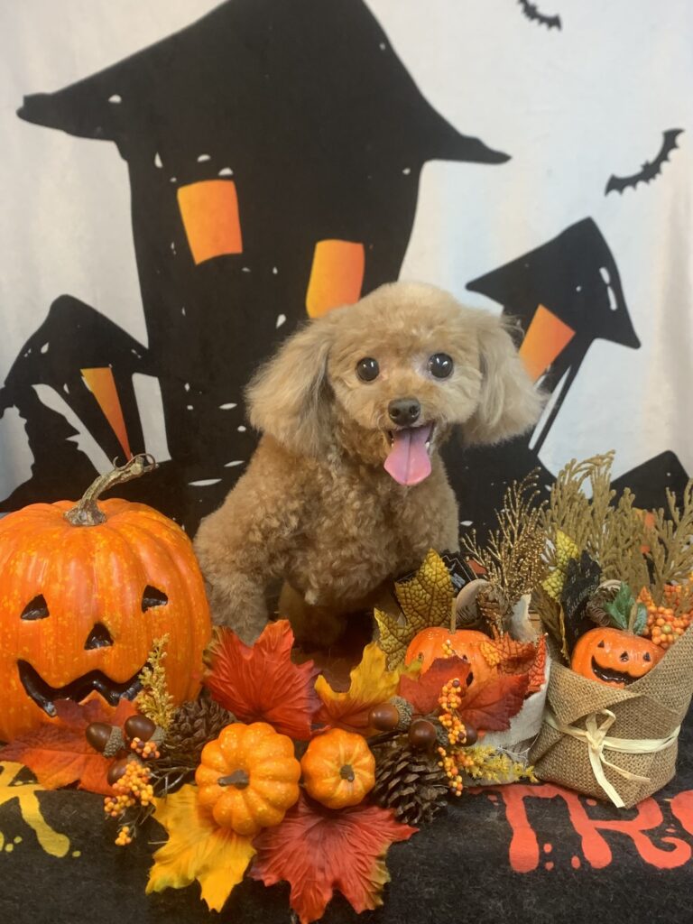 取手市でトリミングです。ニーナちゃん　(トイプードル女の子　シャンプー＆カットコースです。)