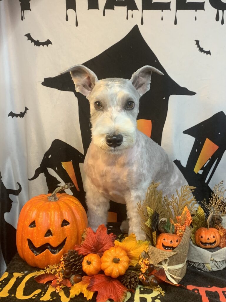 柏市でトリミングです。アルルくん　(ミニチュアシュナウザー男の子　シャンプー＆カットコースです。)