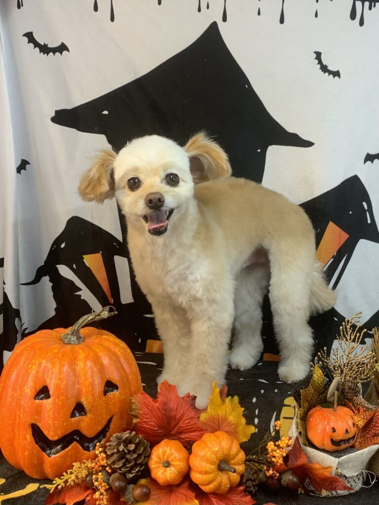 龍ヶ崎市でトリミングです。いなりくん　(トイプードルMＩX男の子　シャンプー＆カットコースです。)