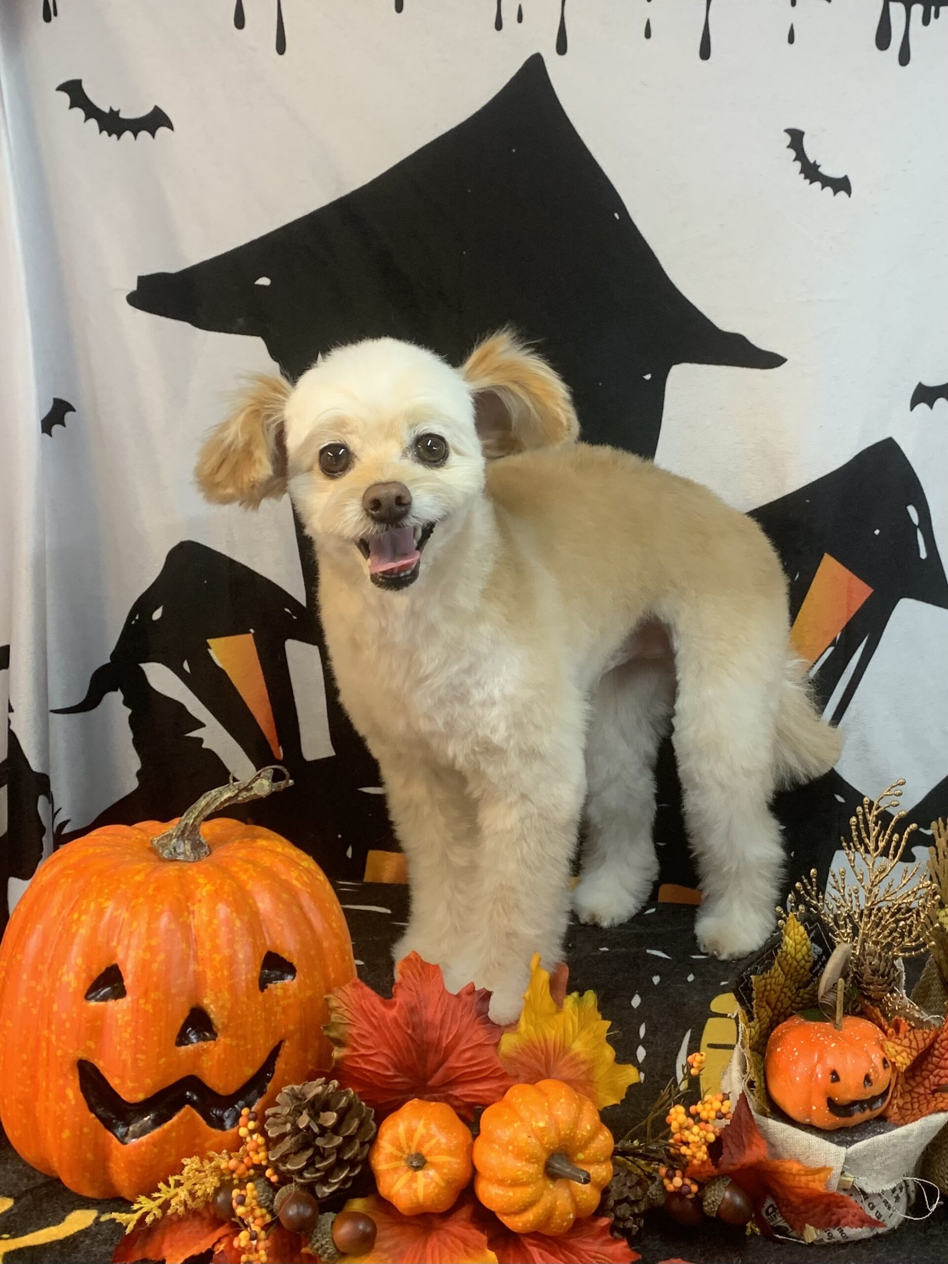 龍ヶ崎市でトリミングです。いなりくん　(トイプードルMＩX男の子　シャンプー＆カットコースです。)