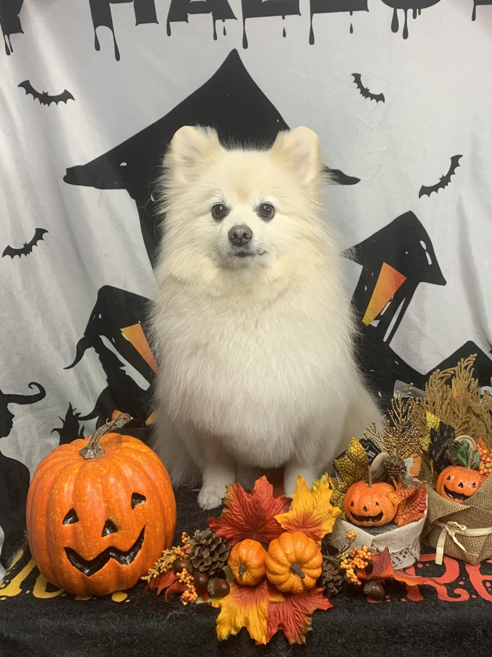 つくば市でトリミングです。ひまわりちゃん　(ポメラニアン女の子　シャンプー＆カットコースです。)