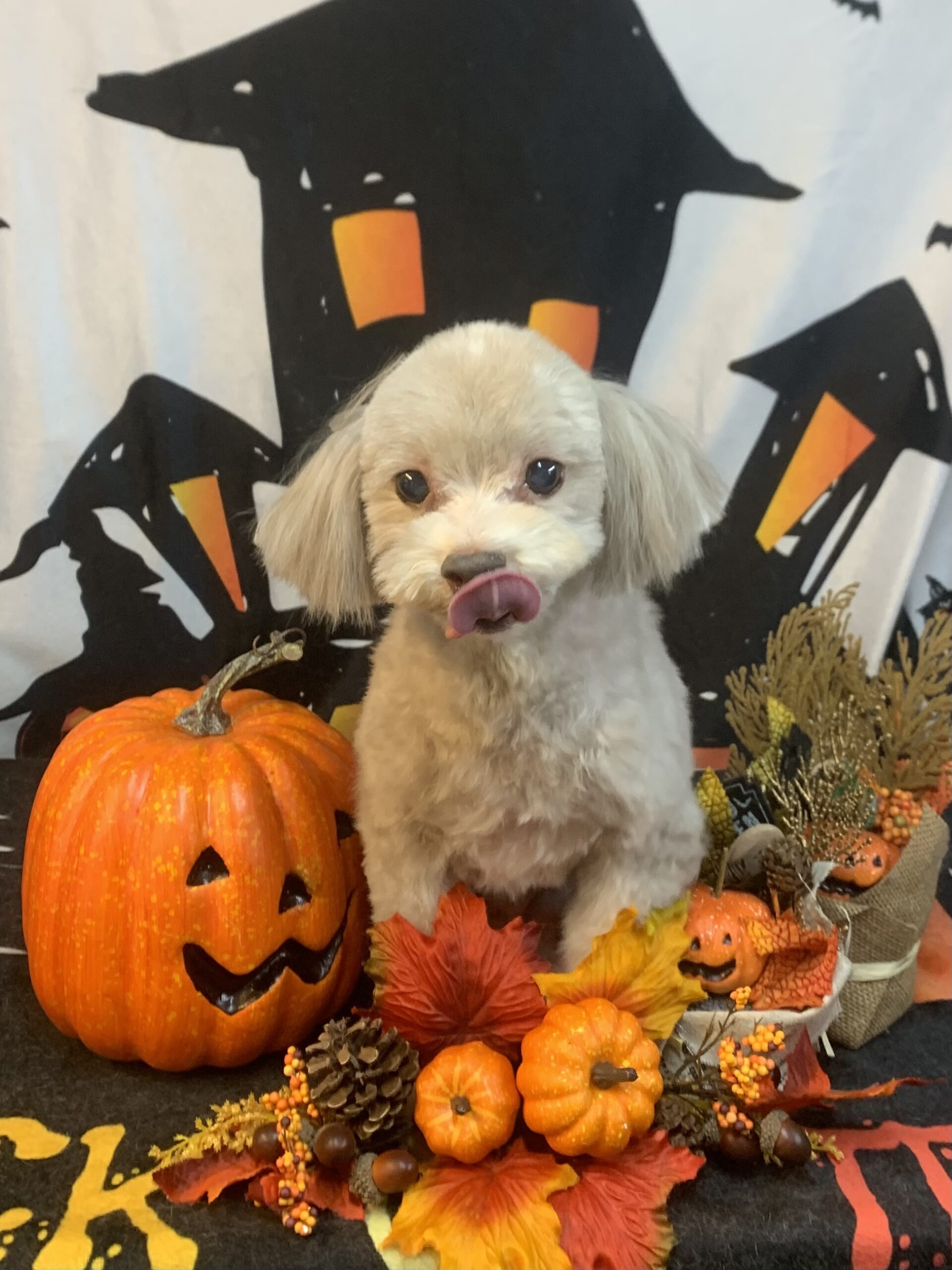 柏市でトリミングです。クロエくん　(トイプードルMＩX男の子　シャンプー＆カットコースです。)