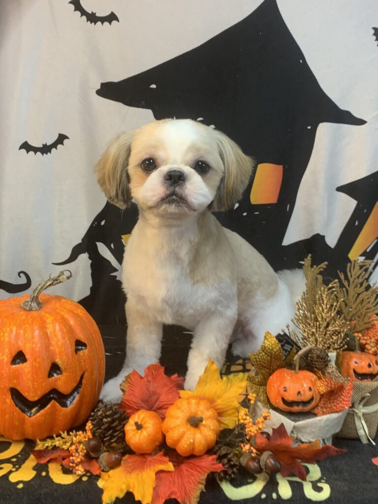 つくばみらい市でトリミングです。りくくん　(シーズー男の子　シャンプー＆カットコースです。)