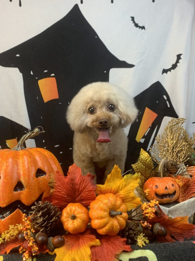 つくば市でトリミングです。しょうくん　(トイプードル男の子　シャンプー＆カットコースです。)