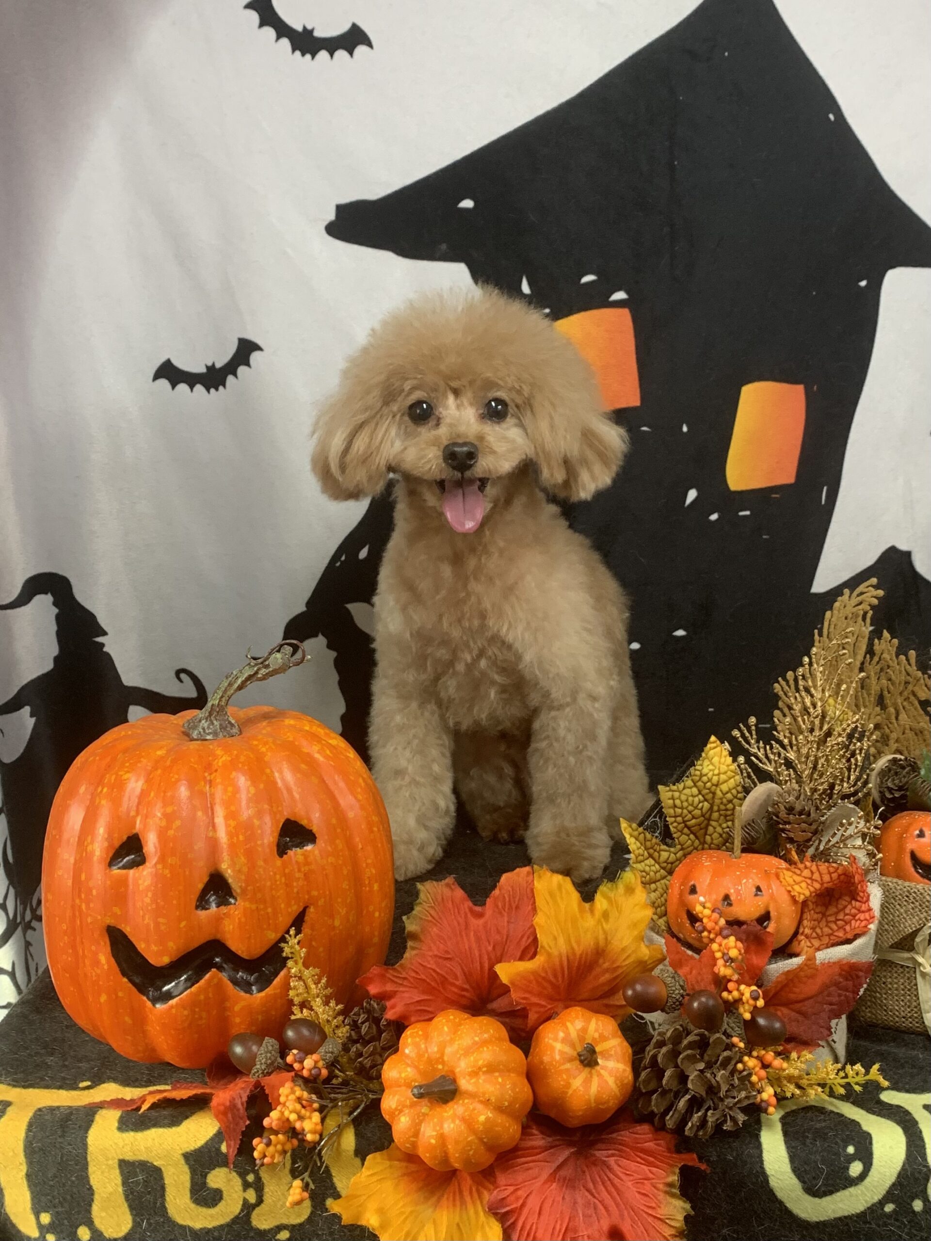 つくば市でトリミングです。りくくん　(トイプードル男の子　シャンプー＆カットコースです。)