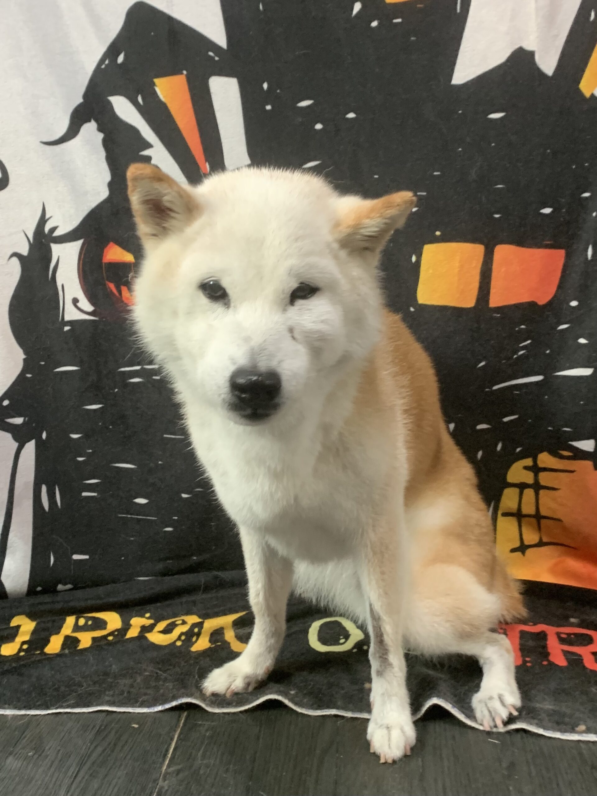 龍ヶ崎市でトリミングです。トモちゃん　(柴犬女の子　シャンプー(お手入れ)コースです。)